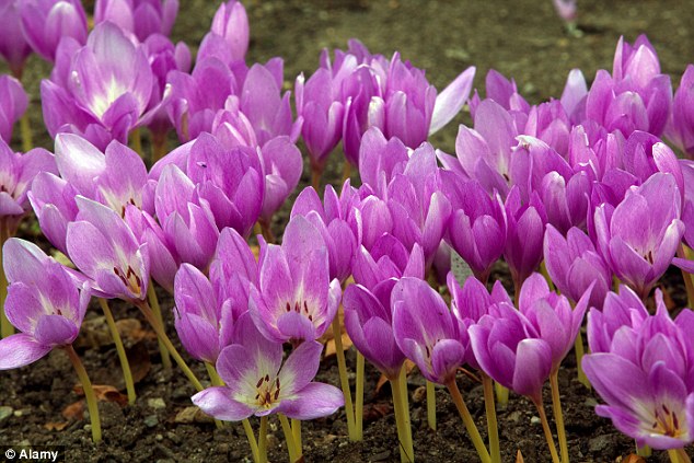 Click to enlarge crocus flowers