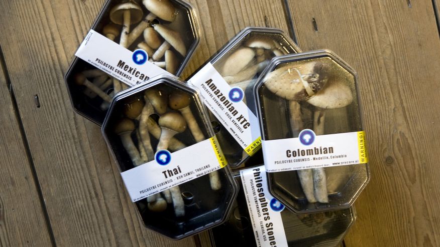 Magic Mushrooms