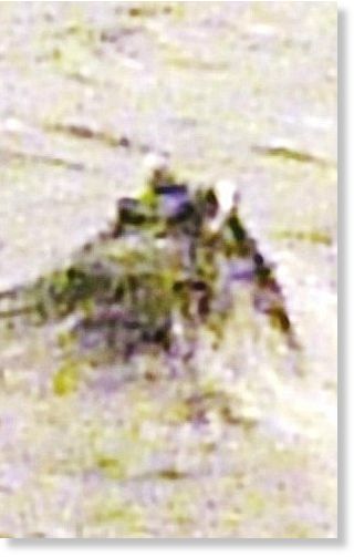 Click to enlarge Image