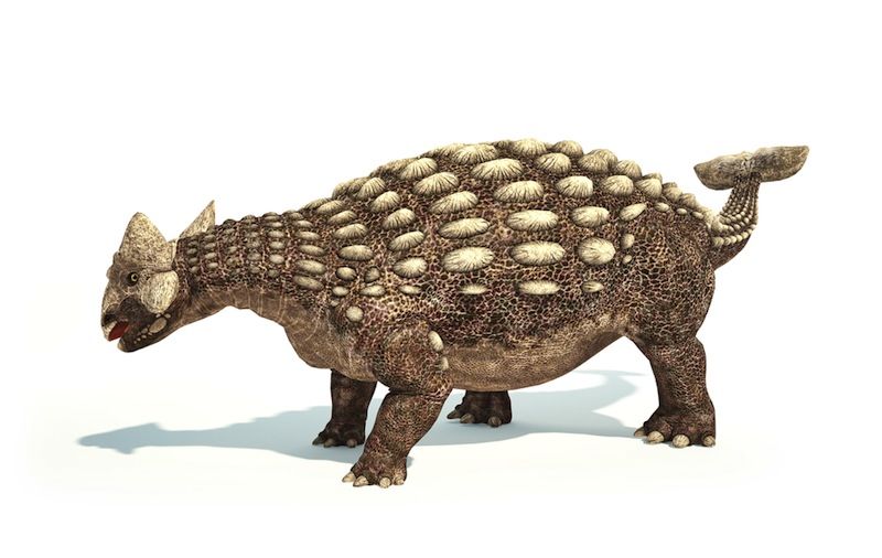 dinosaurs with head armour