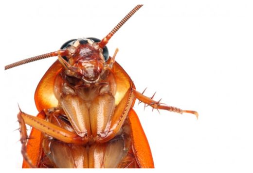Cockroach