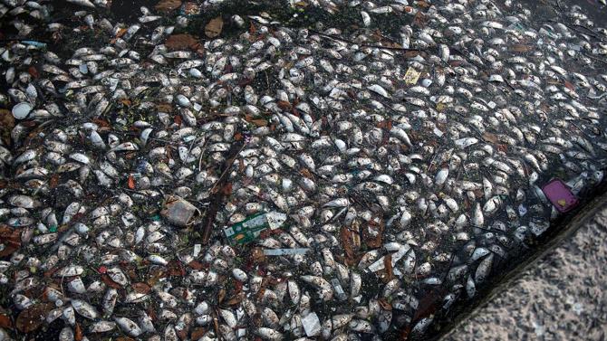 Click to enlarge Dead fishes