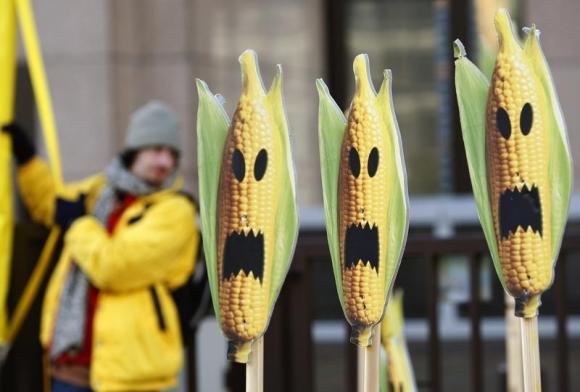 gmo corn