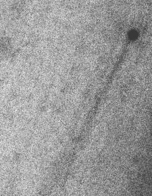 active asteroid