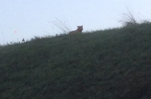 tiger loose near paris