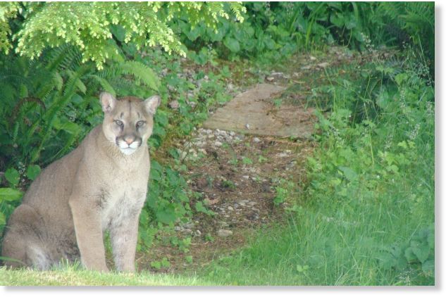 puma deals online