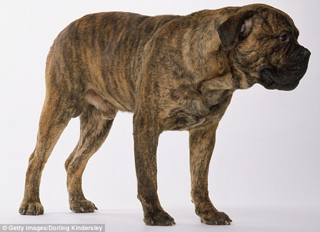 Click to enlarge bullmastiff