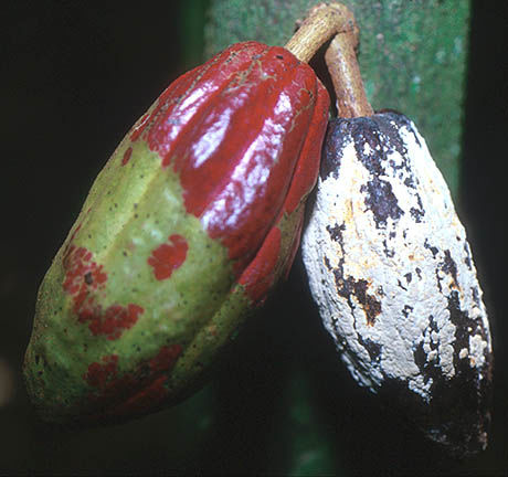 frosty pod rot