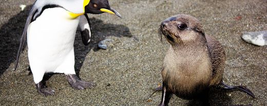 Click to enlarge seal and penguin