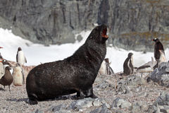 seal and penguin