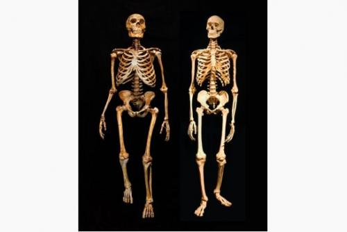 Neanderthal skeleton