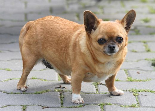 Click to enlarge chihuaahua