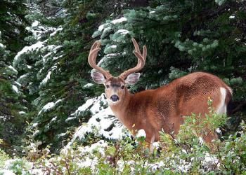 deer hunting