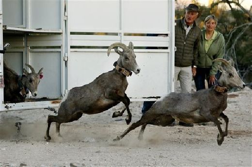 bighorn sheep