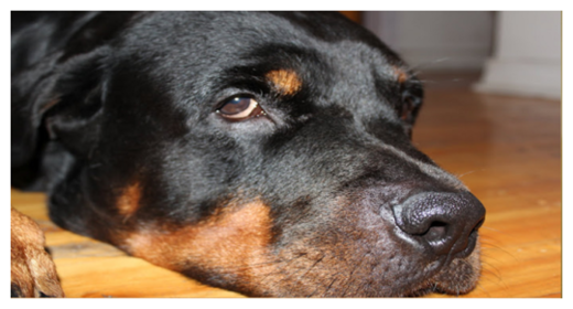 Rottweiller