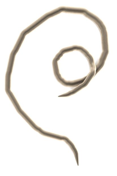 Illustration of parasitic worm