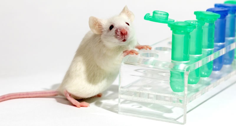 White lab mice 