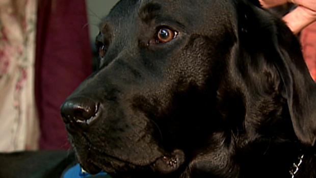 trauma dog