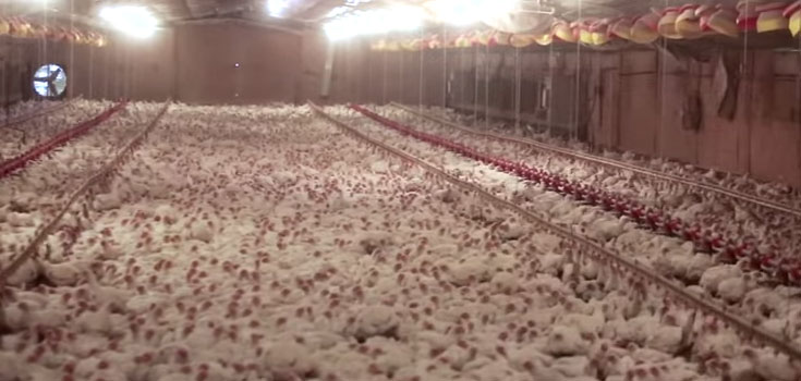 Farm Chickens