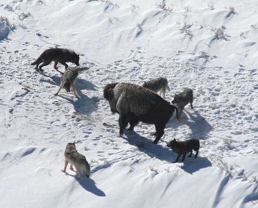 pack wolves