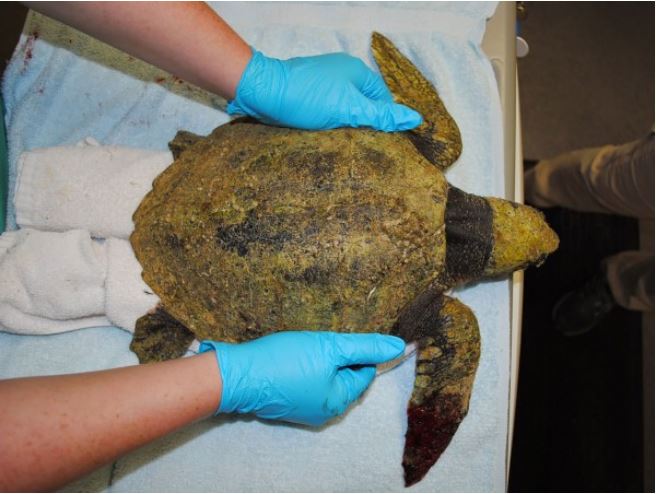 Click to enlarge Sea turtle