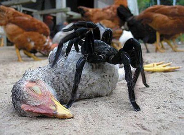 10 things you didn't know about spiders -- Science ...