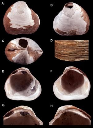 new species bivalve mollusk