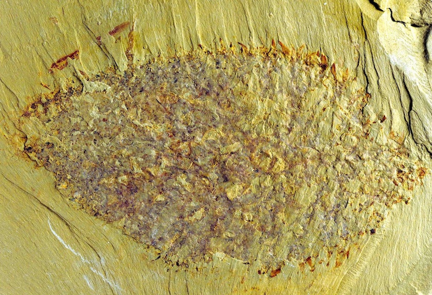 Click to enlarge Nidelric pugio fossil
