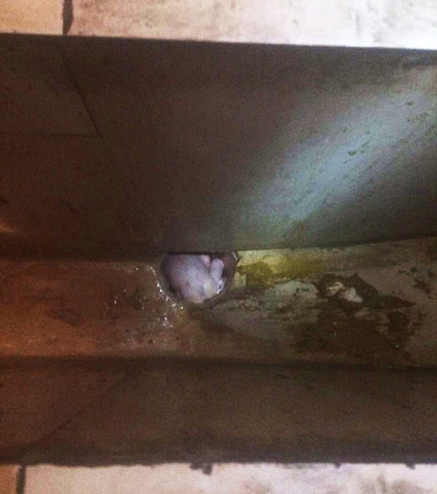 Newborn baby in sewer