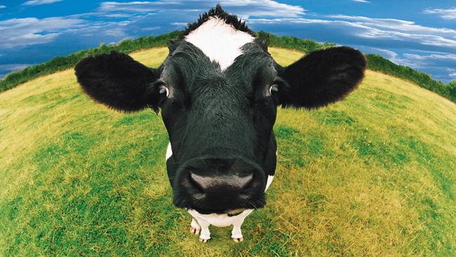 cow face