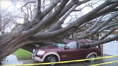 car smashed by tree