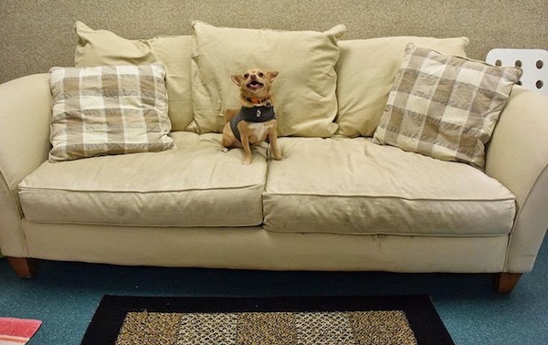 bad dog eddie