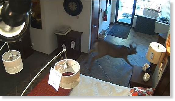 Deer Crashes Through Window Into Furniture Store In Cedar Falls