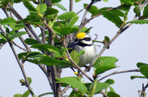 golden wing warbler predict disaster