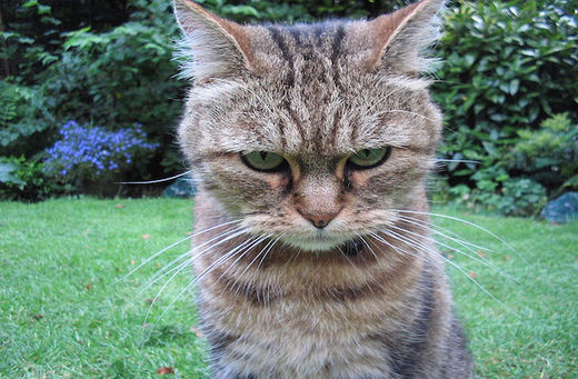cat