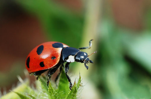 ladybug