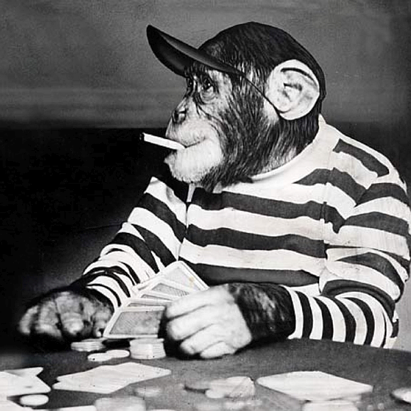 Click to enlarge gambling monkey