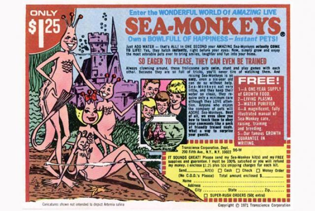 Click to enlarge sea monkeys