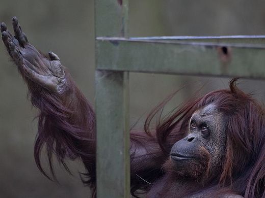 Sandra the orangutan