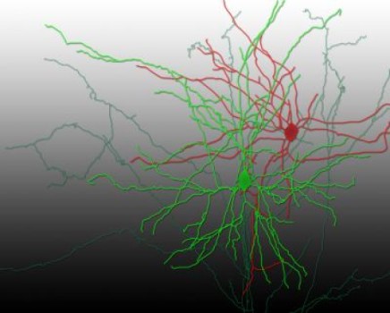 Click to enlarge neurons