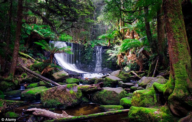 Click to enlarge Jungle forest