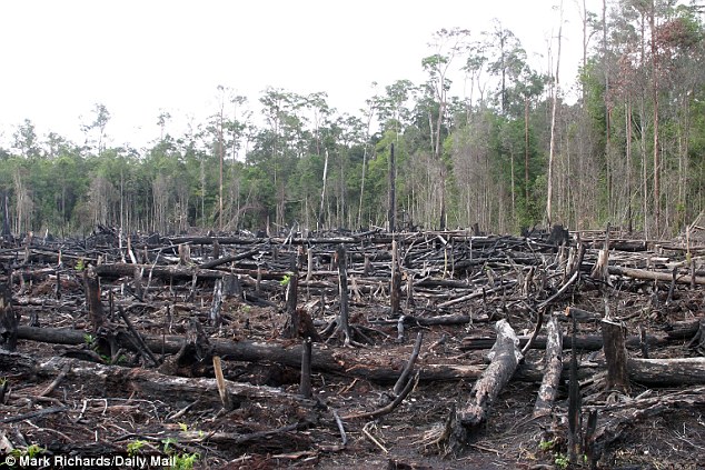Click to enlarge deforestation