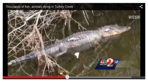 Click to enlarge Dead alligator
