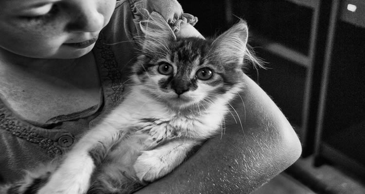 Autism and pets