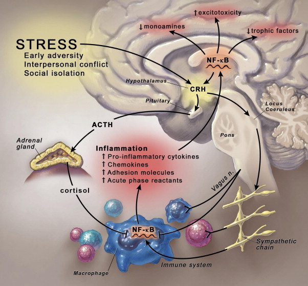 Vagus nerve