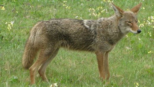coyote