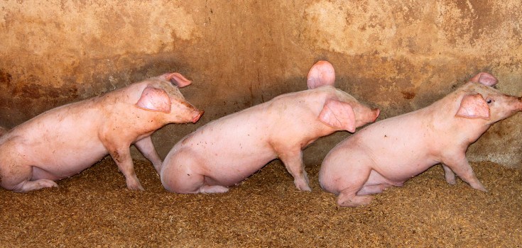 Click to enlarge Pork