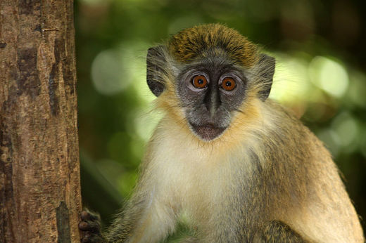 african green monkey