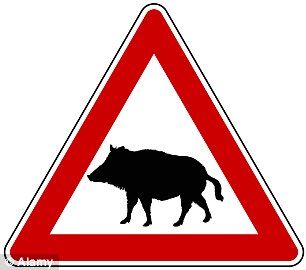 wild boar