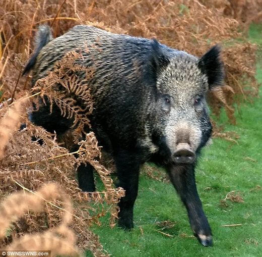 boars cause highway crash